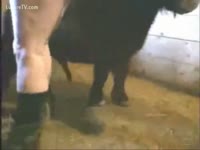 Farmer boy craves anal sex with the horse